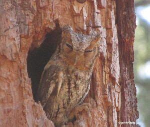 flammulated owl id facts diet habit  birdzilla