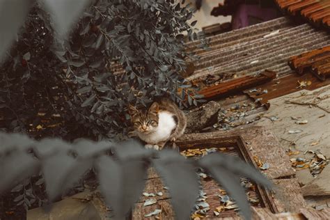 What Happened To Addison Lorie Pictures | Download Free Images on Unsplash