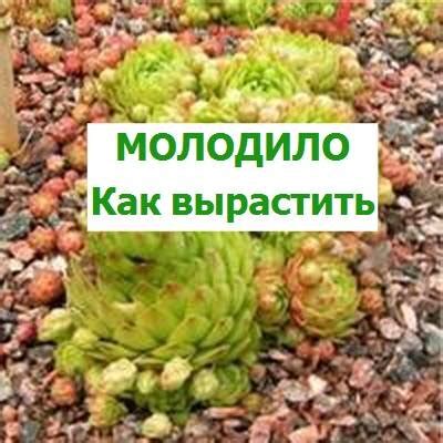 Как вырастить молодило в саду | Дачный клуб | Дзен