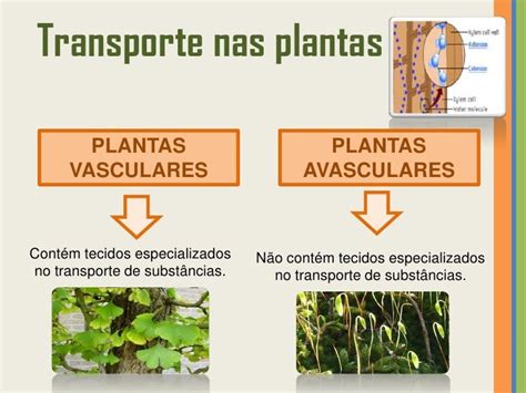 Plantas Vasculares E Avasculares