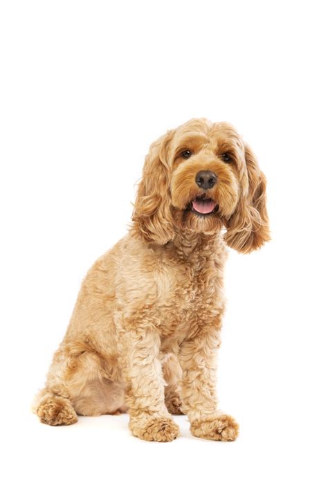 Home | dog grooming Services| Corby | Corby Dog Grooming