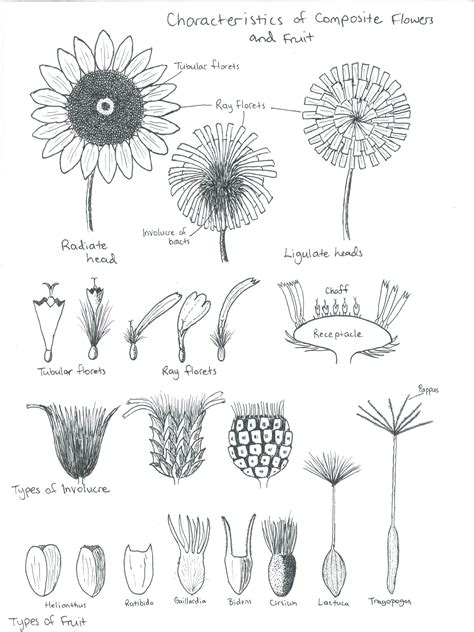 forb species project plant id
