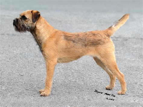 Border Terrier Shows - BorderTerrier.org.uk