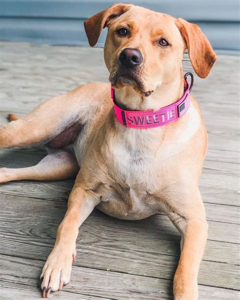 Rhodesian Labrador: Rhodesian Ridgeback Lab Mix Guide | Puplore