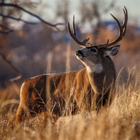 mule deer buck broadside stock   royalty  stock