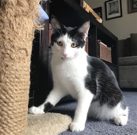 Pet Project: Adopt Elli | theloop