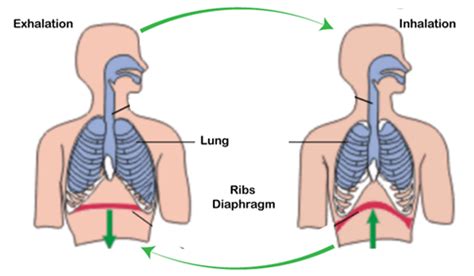 respiration system benefits  respiration system javatpoint