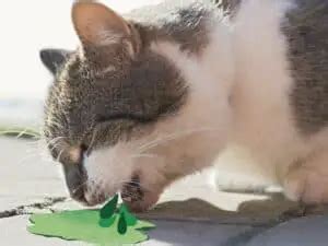 Why is My Cat Throwing Up Green Bile and Not Eating? Doc's Advice - Your Vet Friend