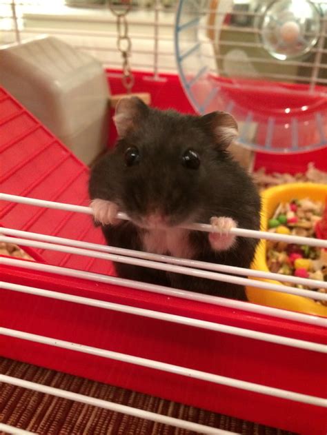 My dearest hamster Black Vanya from Moscow, Russia ☺️ | Vídeos ...