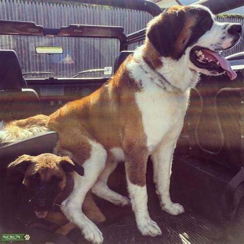 beautiful stud stud dog   york  united states breed  dog