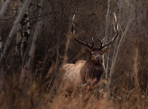 Buy M.Zuiko Digital ED 150-400mm F4.5 TC1.25X IS PRO OM From OM SYSTEM USA