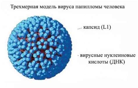 Вирус папилломы человека: фото, симптомы и лечение