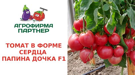 ТОМАТ В ФОРМЕ СЕРДЦА – ПАПИНА ДОЧКА F1 - YouTube