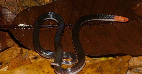 Ular Asli Indonesia: Calamaria schlegeli