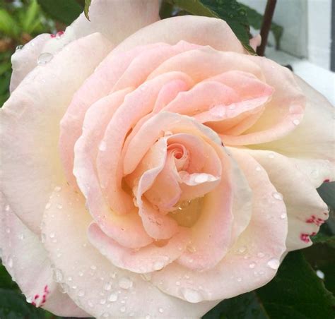 Нежная роза | Flowers, Rose, Plants
