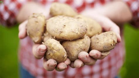 how to store home grown potatoes