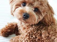 100 Best dogs for retirees ideas | puppies, cute dogs, teacup yorkie puppy