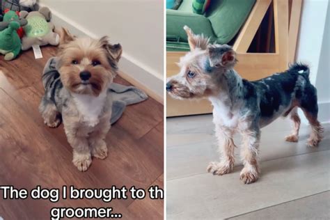 Morkie Puppy Haircut