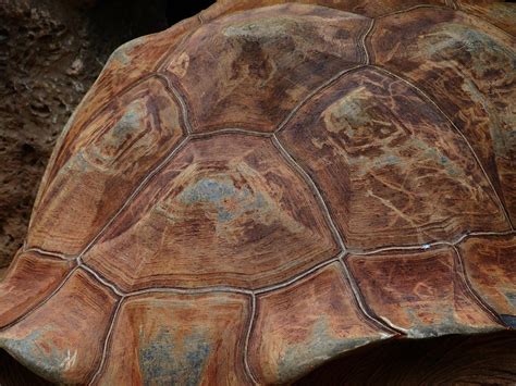 Tortoise Tank Shell - Free photo on Pixabay - Pixabay