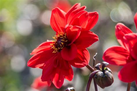 Scarlet Flowers: Discover the Beauty of Nature's Crimson Wonders
