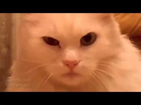 подозрительный кот - YouTube