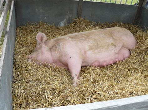 Fat Pig | James Qualtrough | Flickr