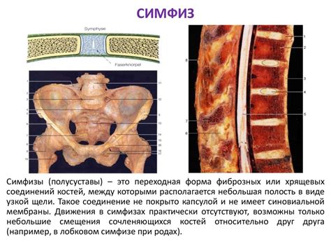 Общая синдесмология - презентация онлайн