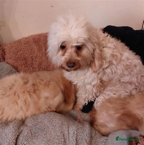 MINIATURE CAVAPOO puppies | Airdrie | Pets4Homes