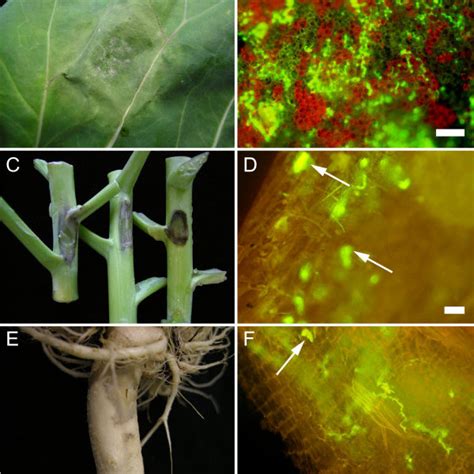 Zoospores produced on leaf discs are infectious. (A) Foliar lesions... | Download Scientific Diagram