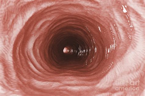 Esophagus