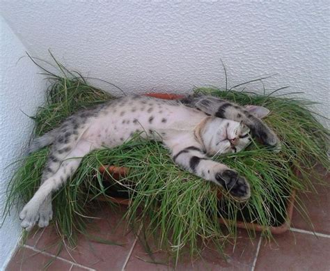 562 best images about sleeping cats on Pinterest | Cats, Sleepy cat and ...