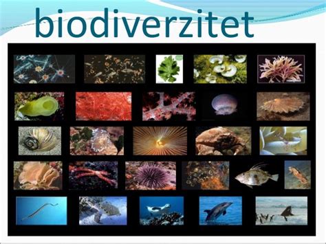 Biodiverzitet :)