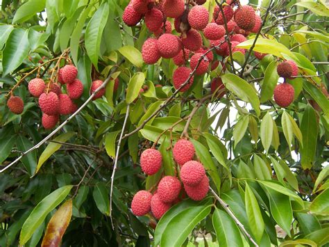filelitchi chinensis fruitsjpg wikipedia
