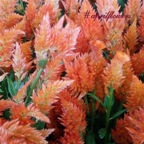 Продолжаем фотосессию еще один солнечный цвет #целозии#celosia вы ...