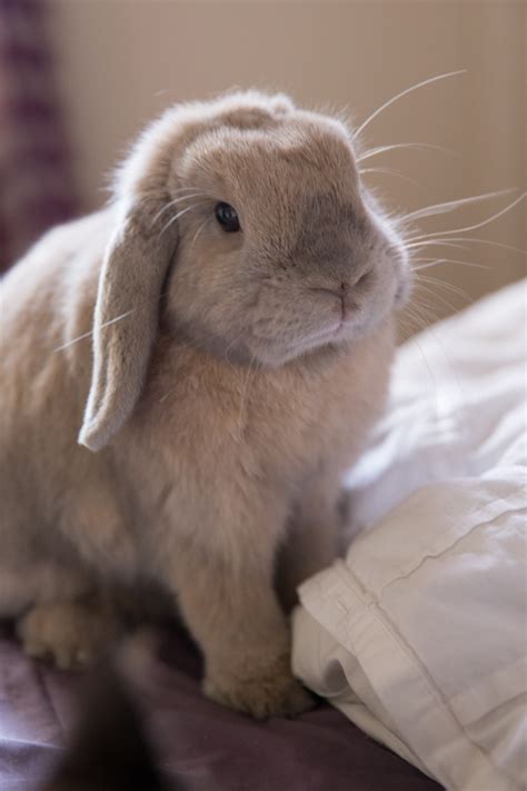 Pikachu The Rabbit