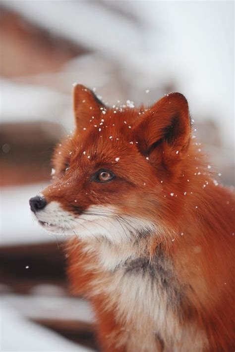 Лиса (лис, лисы, лиска, лиса) :: красивое фото :: фото :: фэндомы ...