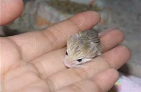 How About These Pygmy Jerboa Babies?