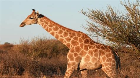 Aumentativo De Girafa - Qual o coletivo de girafa? Resposta é mais simples do que muita gente pensa