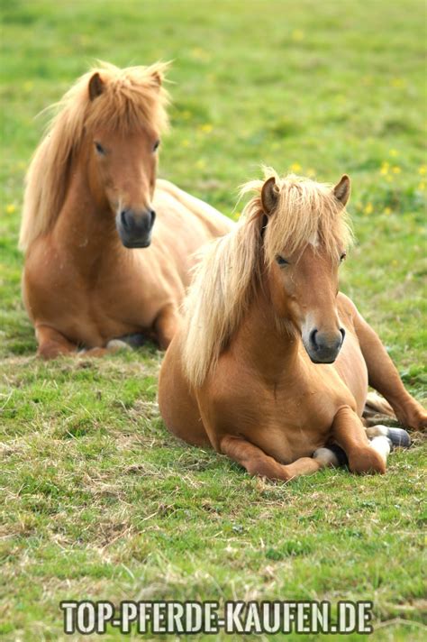 Pony Kaufen - Pferde kaufen