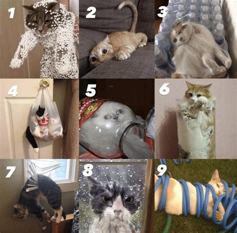 Which awkward cat are you today - Meme Guy