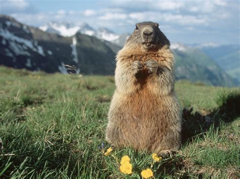 les marmottes