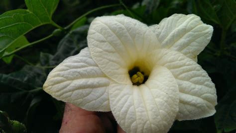 Forum: Gac Fruit anyone?