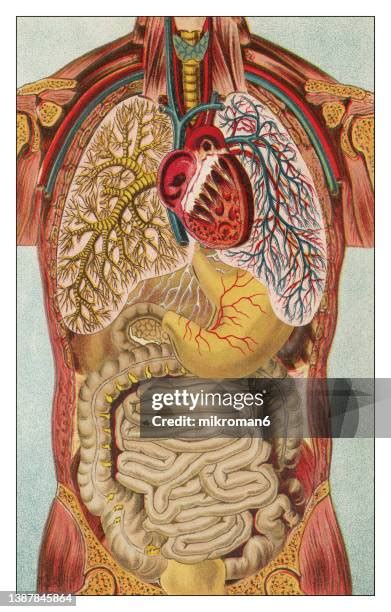 human anatomy cross section   premium high res pictures