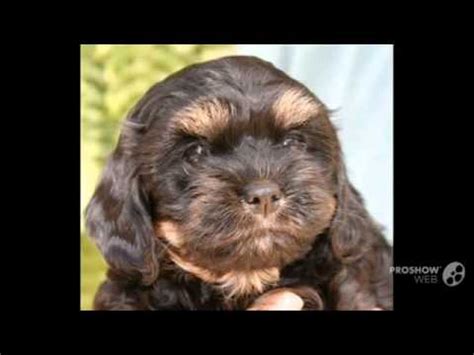 Cavanese Dog breed - YouTube