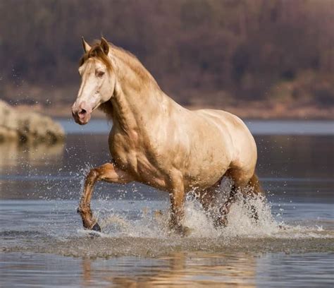 rarest horse colors  rarestorg