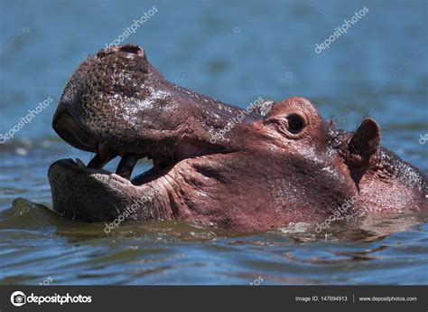 Hippo swimming in river — Stock Photo © Gi0572 #147694913