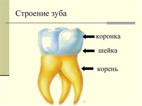 Пищеварение в ротовой полости - online presentation