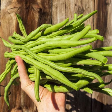 Growing Fortex Beans - Brooklyn Farm Girl
