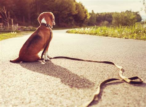 spiritual meaning  lost dog meaning  missing  dog