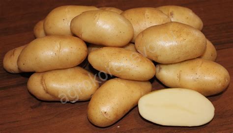 Сорта картофеля - Жуковский ранний Голубизна Никулинский